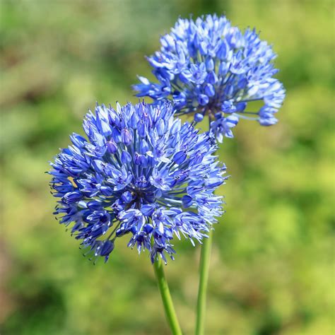 Allium Caeruleum