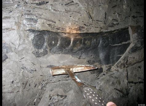 Photos Huge Fossil Forest Discovered In Coal Mine Fossil Coal
