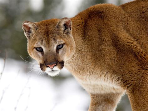 Cougar The Biggest Animals Kingdom
