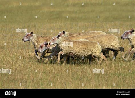 Charollais Sheep A French Breed Herd Running Through Meadow Stock