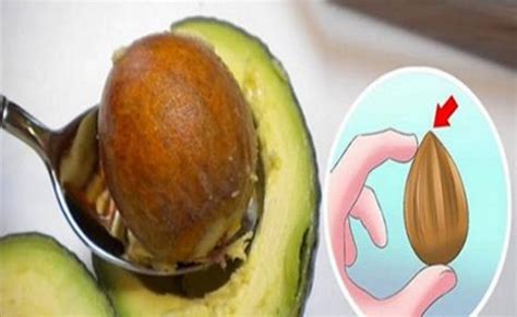 You Will Never Throw Another Avocado Seed Again After Reading This