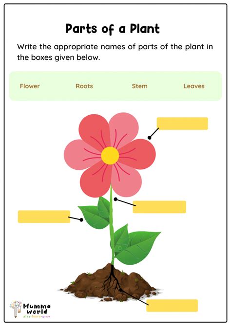 Learn Parts Of A Plant Science Worksheet For Kids Free Worksheets