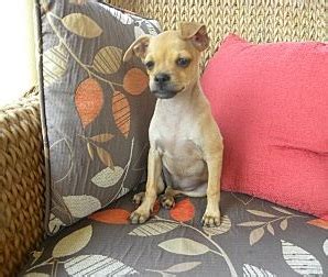 The boxer chihuahua mix, is a mixed breed dog resulting from breeding the boxer and the chihuahua. Boxachi (Boxer-Chihuahua Mix)Info, Temperament, Training, Pictures