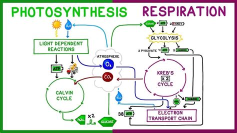 Cellular Respiration Process