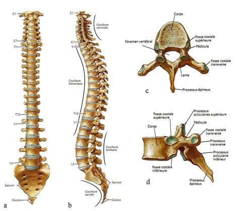 1 Anatomie De La Colonne Vertébrale Selon Les Vues Antérieure A Et
