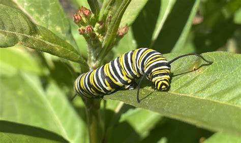 Milkweeds Planted To Help Monarch Butterflies Nbc Los Angeles