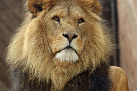 Keeper Shadowing Colchester Zoo