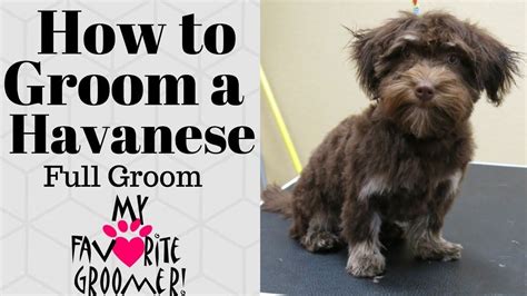 How To Groom A Havanese Havanese Havanese Grooming Puppy Grooming