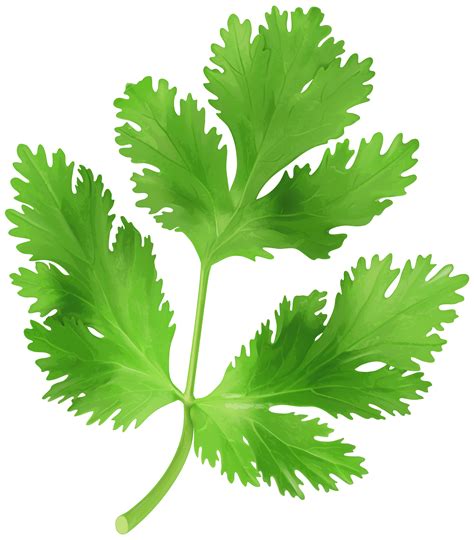 Garlic Clipart Parsley Garlic Parsley Transparent Free For Download On
