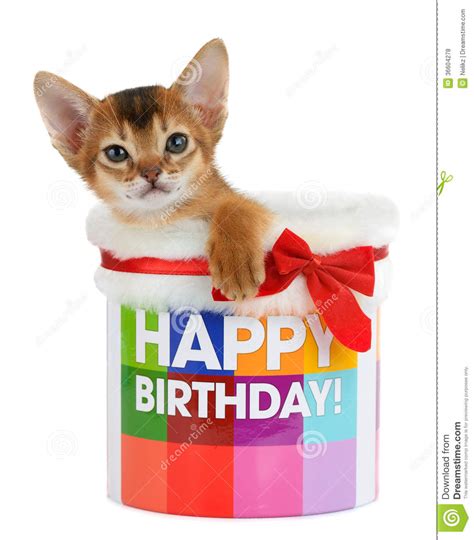 Lire la suite les meilleurs sms d'anniversaire vous vous demandez comment être sûr et positive que votre. Kitten Sitting In A Happy Birthday Bucket Royalty Free Stock Photos - Image: 36604278