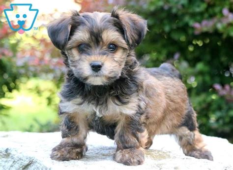 Ashton Yorkiepoo Puppy For Sale Keystone Puppies In 2020 Yorkie