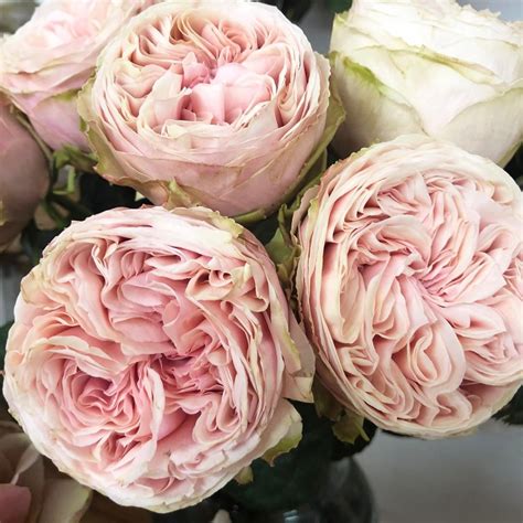 Alexandra Farms Garden Roses On Instagram Senlitsu ・・・ Senlitsu