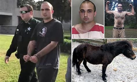 Man 21 Admits To Having Sex With A Miniature Horse Named Jackie G