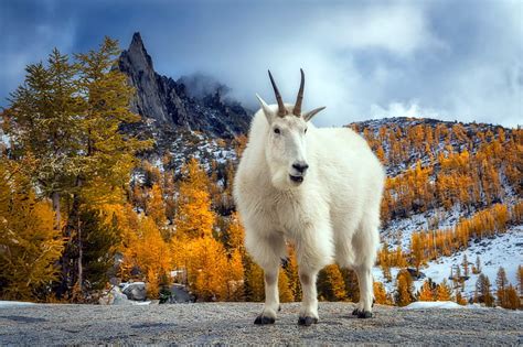 Top 95 About Mountain Goat Wallpaper Billwildforcongress