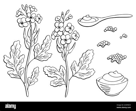 Mustard Plant Graphic Black White Isolated Sketch Set Illustration