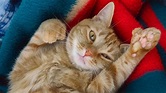 7 curiosidades de los gatos polidáctiles - Zona gatos