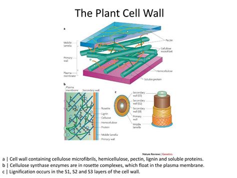 Ppt Pbio 691 Seminar Plant Cell Walls Powerpoint Presentation