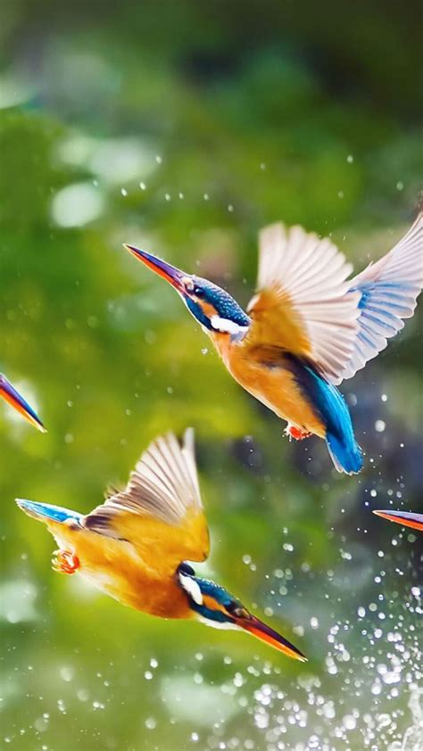 Birds Wallpaper Hd Posted By Zoey Johnson