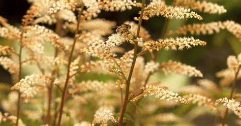 Aruncus Aethusifolius