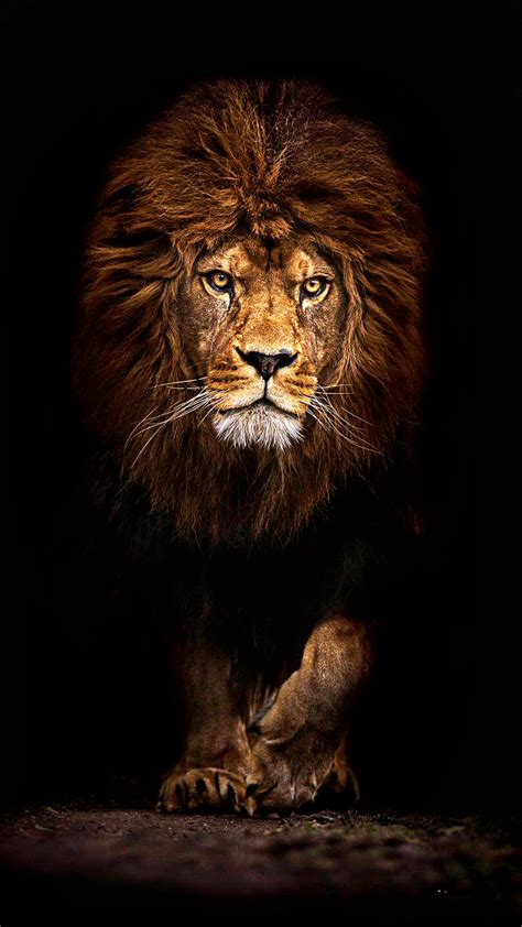 These hd wallpapers and backgrounds are free to download for 1080x2340 phone models. Ultra HD Mufasa Lion Wallpaper For Your Mobile Phone ...0463