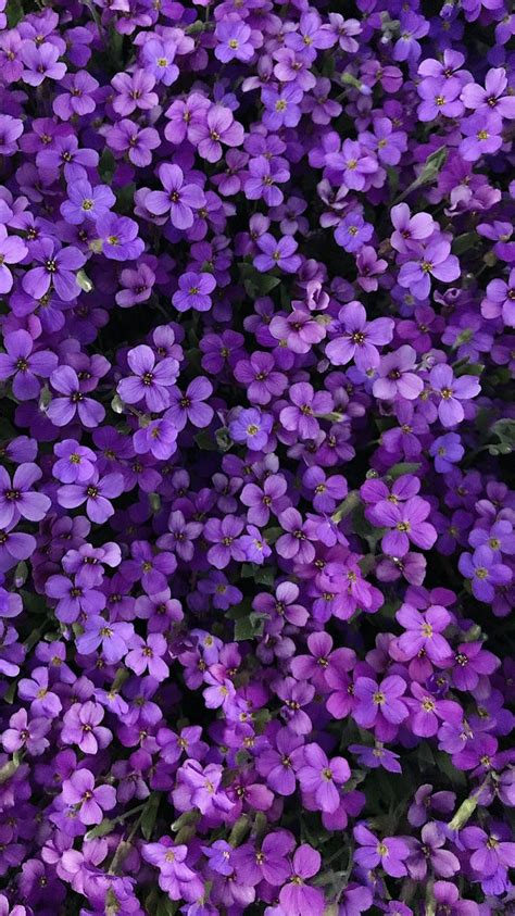 Life Lately Purple Flowers Wallpaper Purple Wallpaper