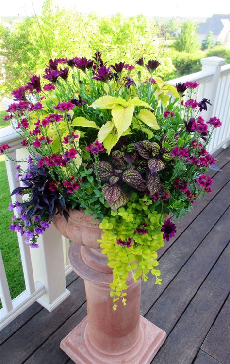 Most purple flowers can be categorized according to perennial and annual flowers. Close up of sunny container garden with shades of purple ...