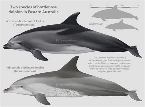 Two Species Of Bottlenose Dolphin In Eastern Wildlife And Railway