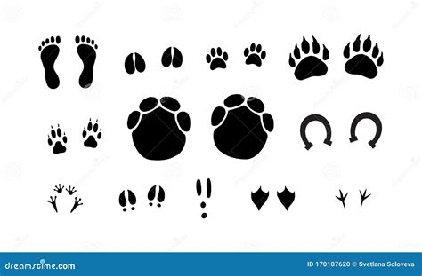 Animals Foot Marks Animal Footprint Animals Paw Silhouettes Bear