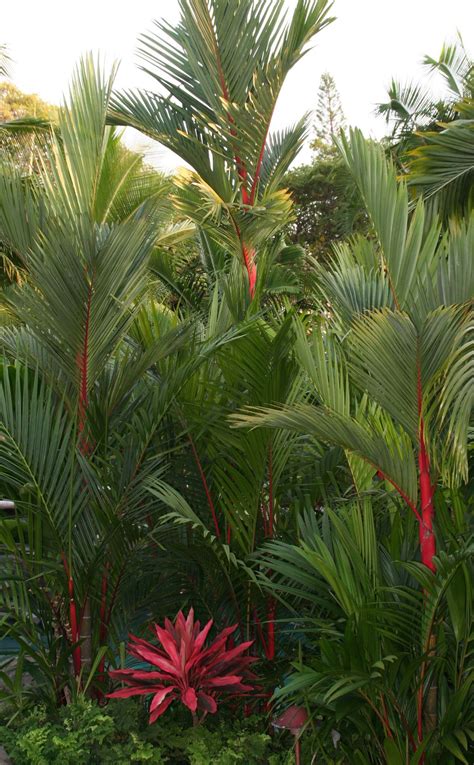 Red Palm Plants For Sale Thuem Garden Plant