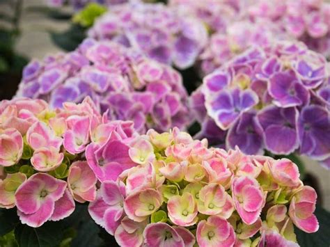 How To Change Hydrangea Colors Tips For Gorgeous Flowers