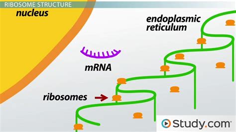 The Role Of Ribosomes And Peptide Bonds In Genetic Translation Video
