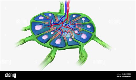 Lymph Nodes Are Bean Shaped Organs Distributed Along The Lymphatic