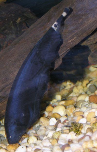 Ghosts And Gills Black Ghost Knife Fish Fish Navy Films