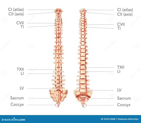 Human Vertebral Column In Anterior Posterior View With Spine Parts