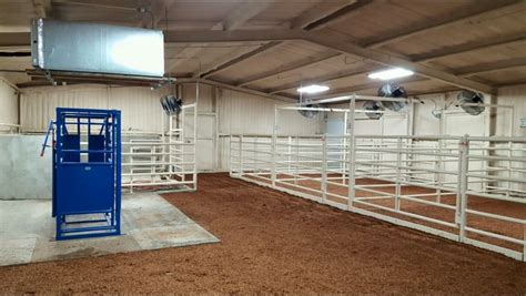 Cattle Rinder Stall Show Cattle Barn Show Cows Dairy Cattle Barn Renovation Small Fireplace