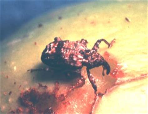 Curculionidae), is an important apple the potential for host plant resistance to plum curculio among apple germplasm has never been. Plum Curculio