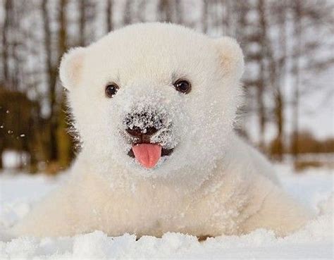 Baby Polar Bear Baby Polar Bears Polar Bear Snow Animals