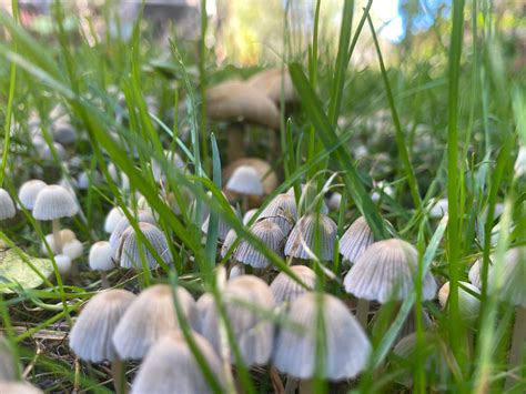 Scientist Explains Mushrooms Popping Up On Lawns In Chicago