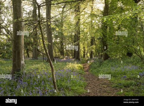 Bluebell Woods Near Portbury Bristol Uk Stock Photo Alamy