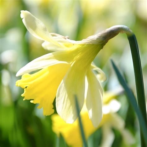Wild Daffodils Bulbs Lobularis Lent Lily Quality Narcissus Spring