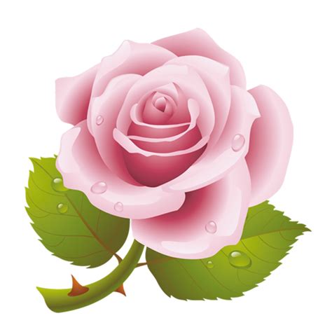 Imagen - Rosa Rosada (Flor Rosada).png | Imágenes Wiki | FANDOM powered png image