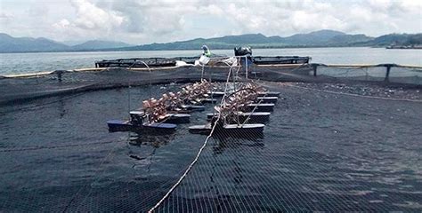 Honduras Suspende Licencias De Acuicultura En Lago De Yojoa Diario