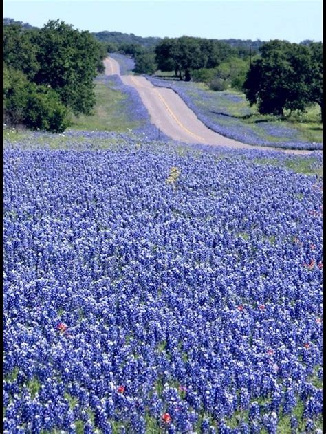 We currently envisage a development of up to 77 new homes on the site. Texas hill country highway in bluebonnet season... | Texas ...