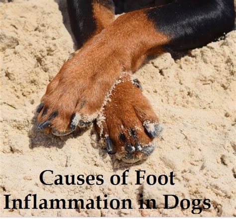 Pododermatitis Foot Inflammation In Dogs Dog Discoveries