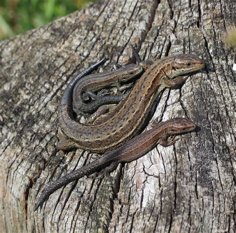 Common Lizards West Sussex Kithurst Hill Su Reed Flickr