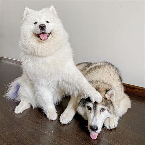 薩摩耶犬介紹6個冷知識外號微笑天使是世界上最可愛的馴鹿 薩摩耶狗狗品種介紹可愛寵物冷知識雪橇三傻 寵物圈圈