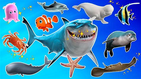Learn Sea Animals Names And Sounds Real Sea Animals For