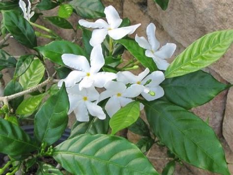 5 Asian Star Jasmine Seeds Rare Tree Tropical Fragrant Flower Etsy
