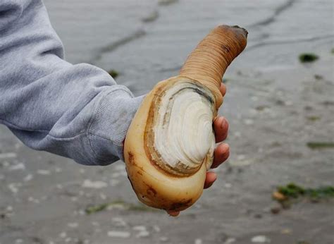 Groundbreaking Research On One Of The Worlds Largest Burrowing Clams