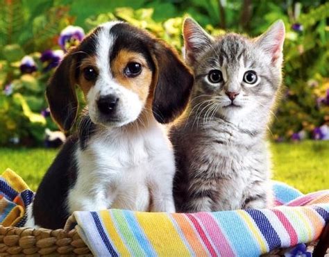 This white puppy and the brown kitty love to spend time with each other. Cat Dog Together Cute Kittens and Puppies Cats are soooo ...